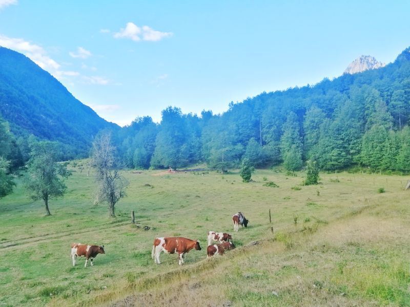 Venta Parcela Curarrehue - La Araucanía