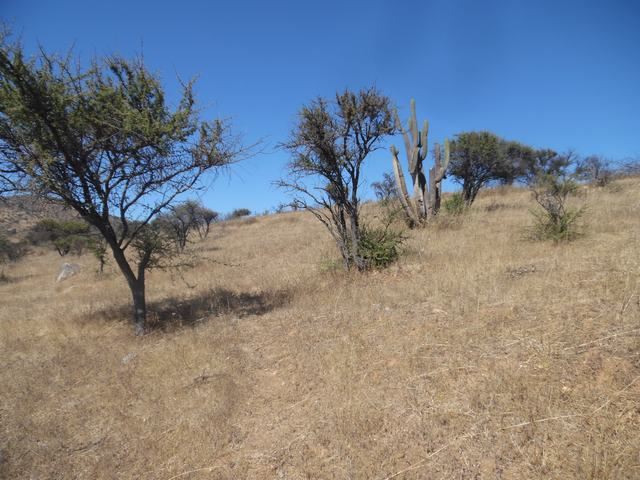 Venta Parcela San pedro - Región Metropolitana