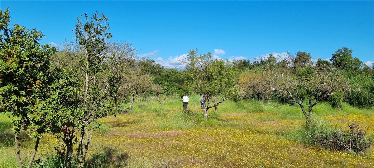 Venta Parcela Colbún - Maule