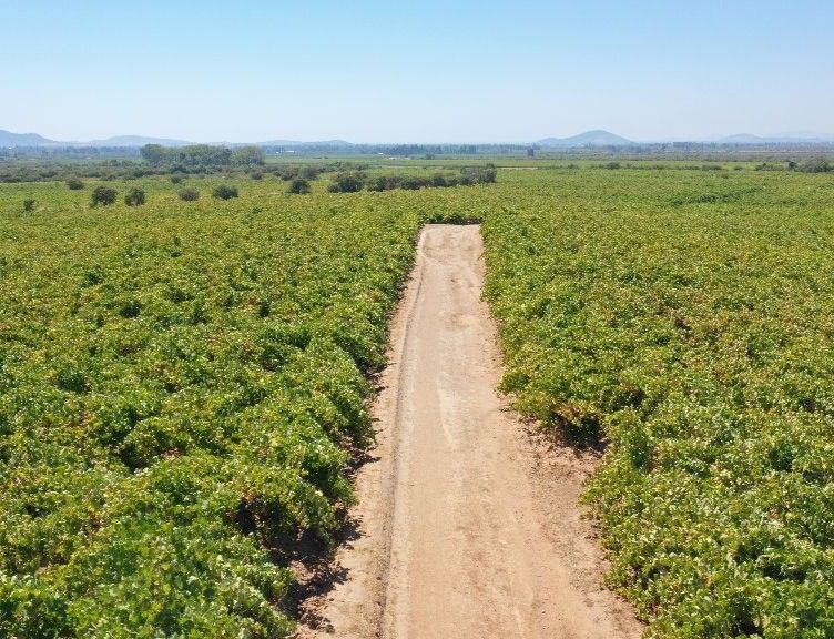 Venta Agrícola San Javier - Maule