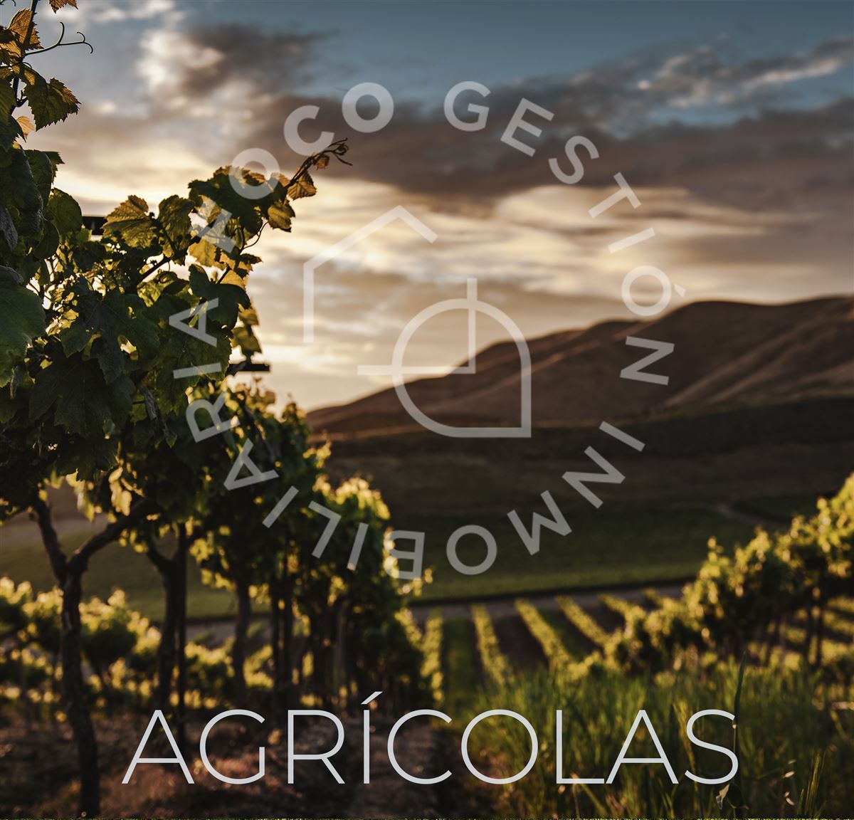 Venta Agrícola Río bueno - Los Ríos