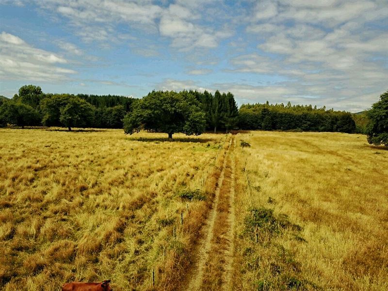 Venta Agrícola Los Lagos - Los Ríos