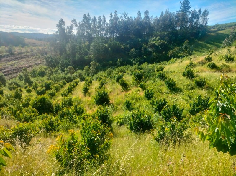 Venta Parcela Quillón - Ñuble
