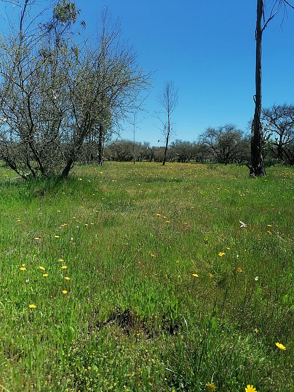 Venta Parcela Chillán - Ñuble