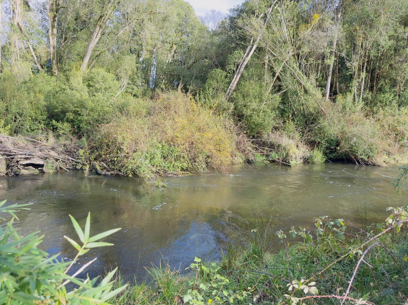 Venta Parcela Río Bueno - Los Ríos