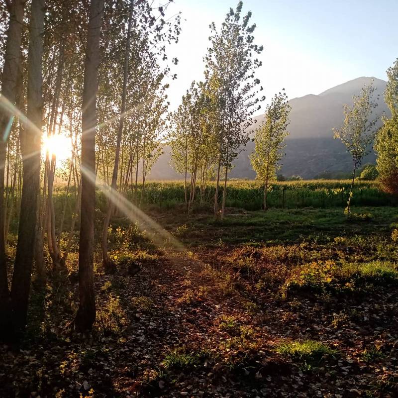 Venta Agrícola Coltauco - O'Higgins