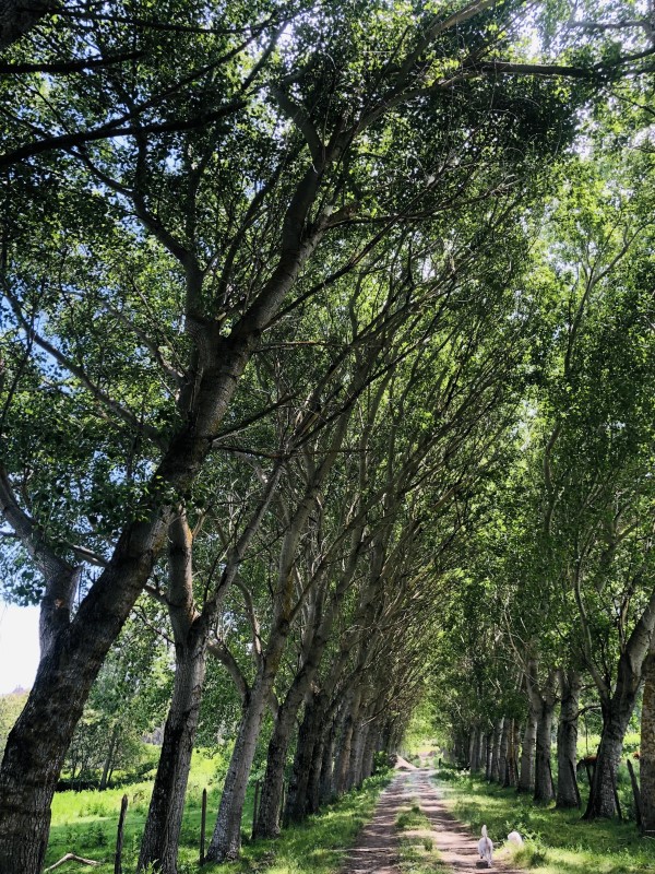 Venta Agrícola Mulchén - Biobío