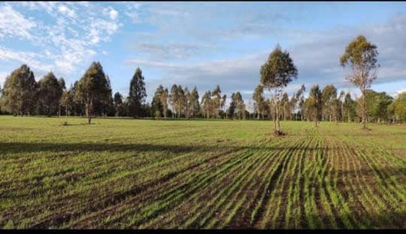 Venta Parcela Villarrica - La Araucanía
