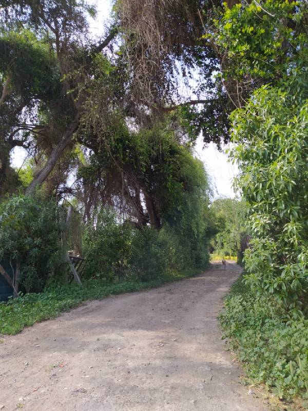 Venta Parcela El monte - Región Metropolitana