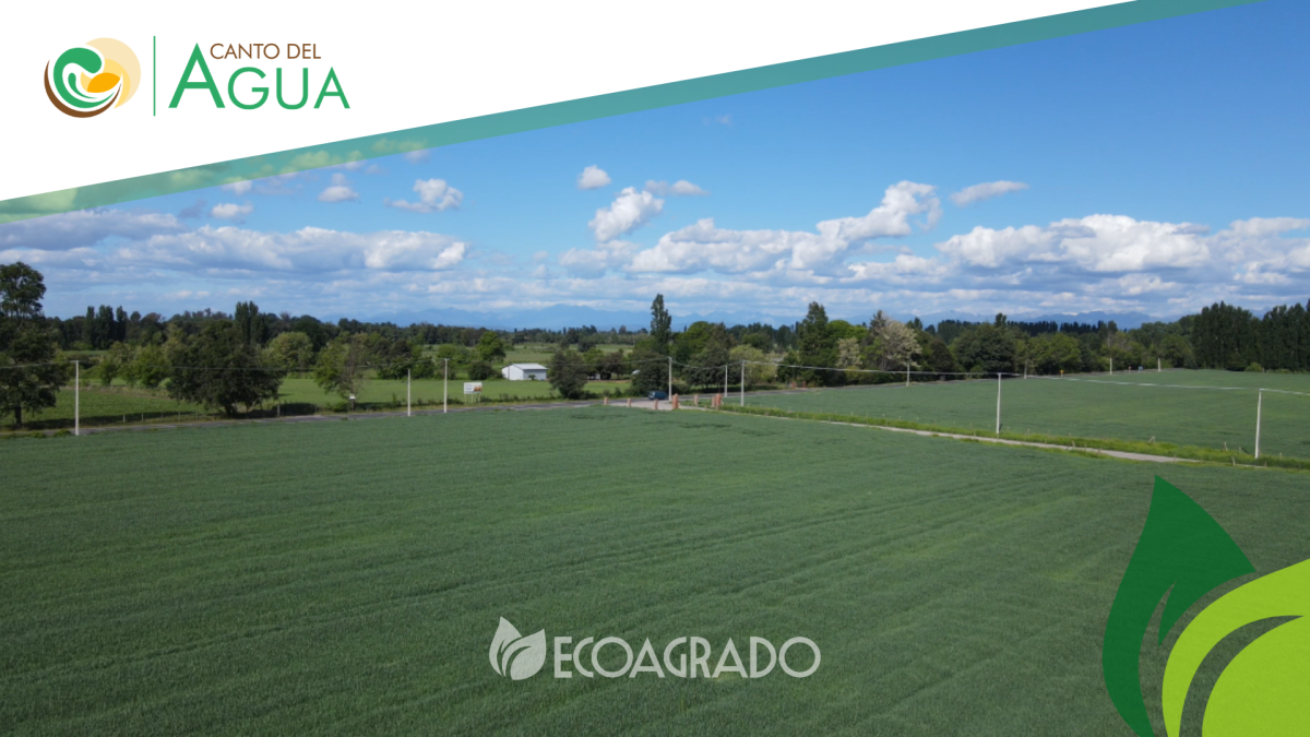 Venta Agrícola Chillán - Ñuble