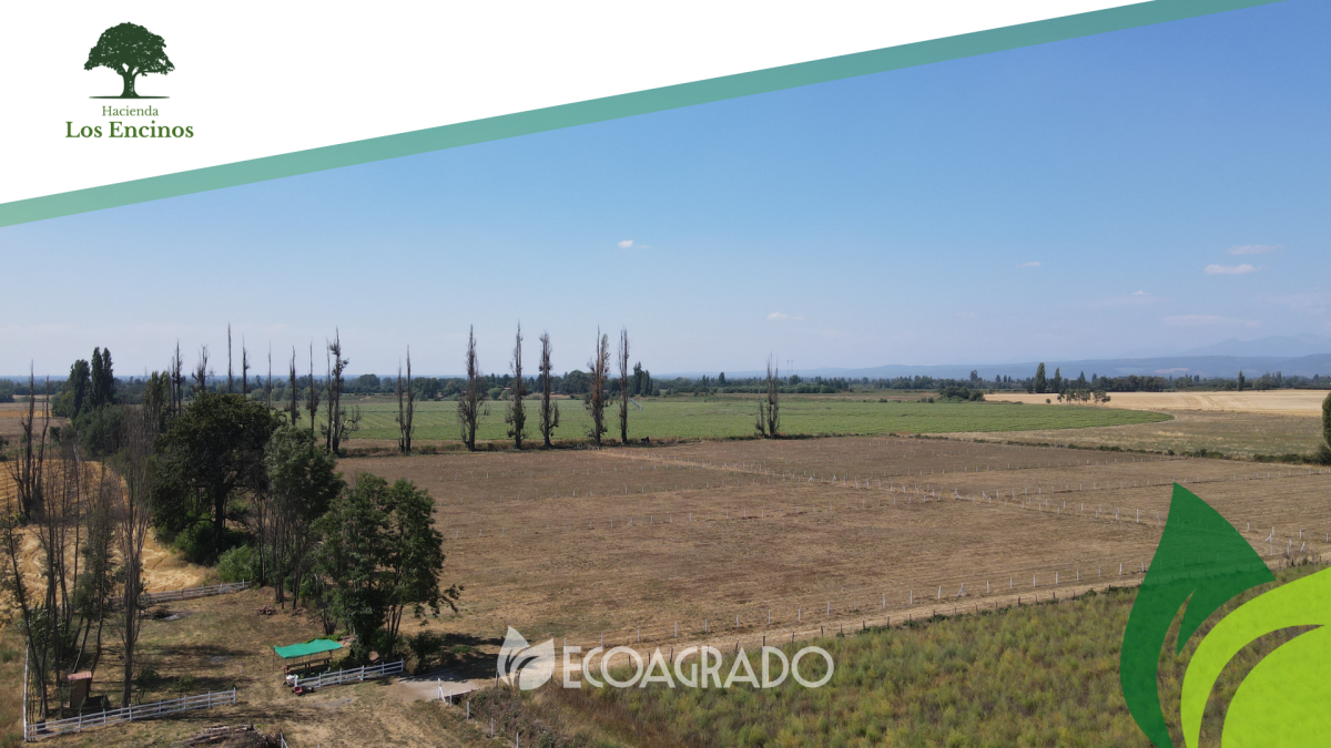 Venta Agrícola Chillán - Ñuble