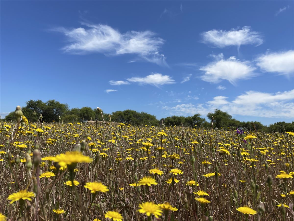 Venta Parcela Bulnes - Ñuble