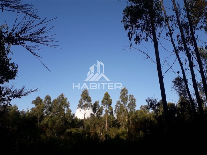 Venta Agrícola Cañete - Biobío