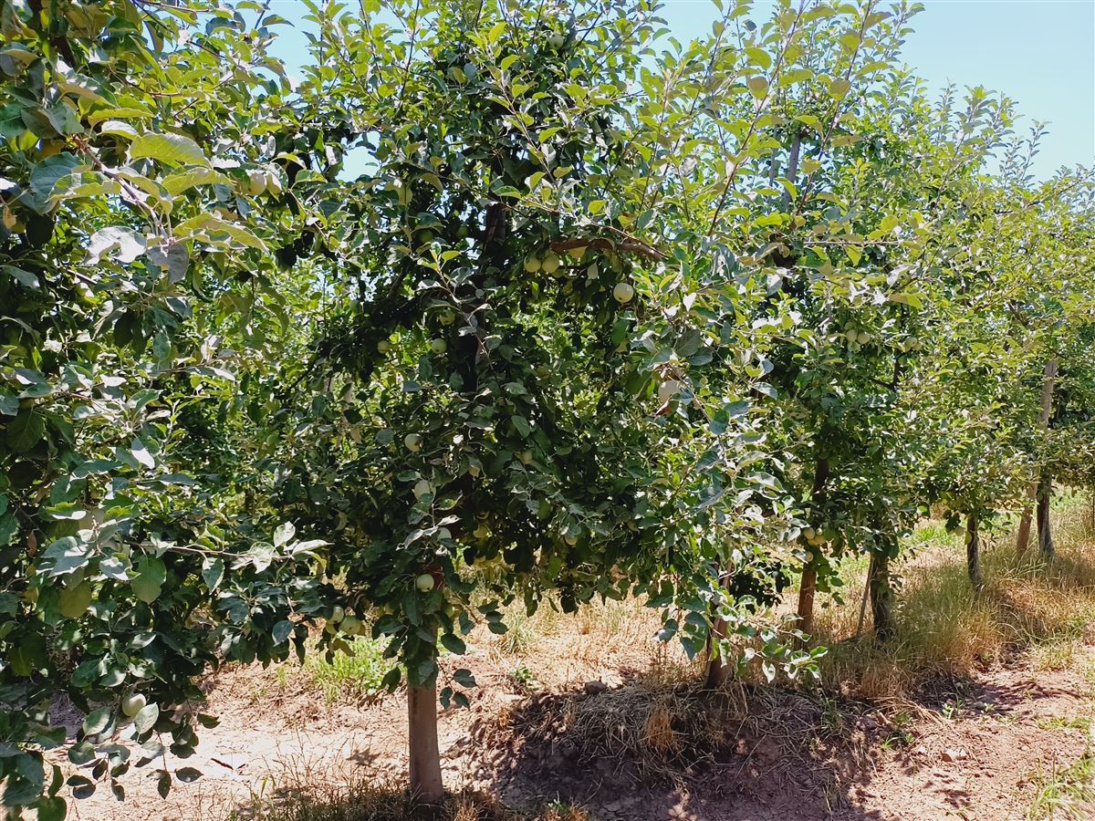 Venta Agrícola Curicó - Maule