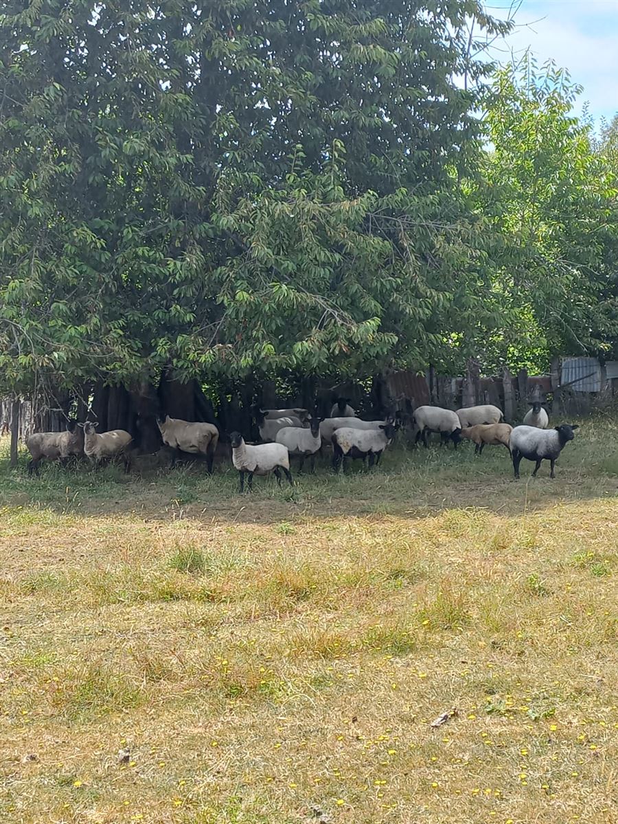 Venta Agrícola Cunco - La Araucanía