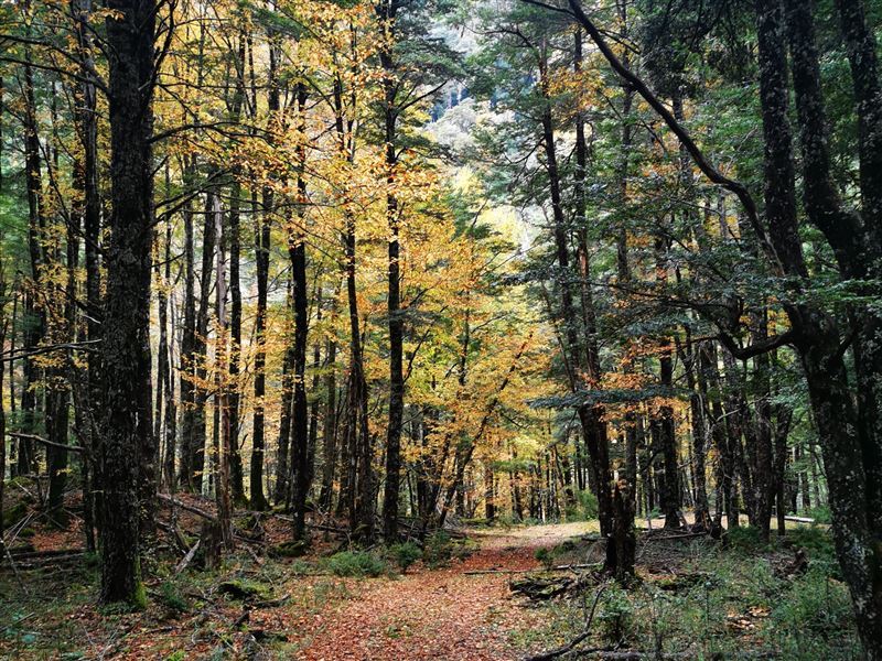 Venta Parcela Curarrehue - La Araucanía