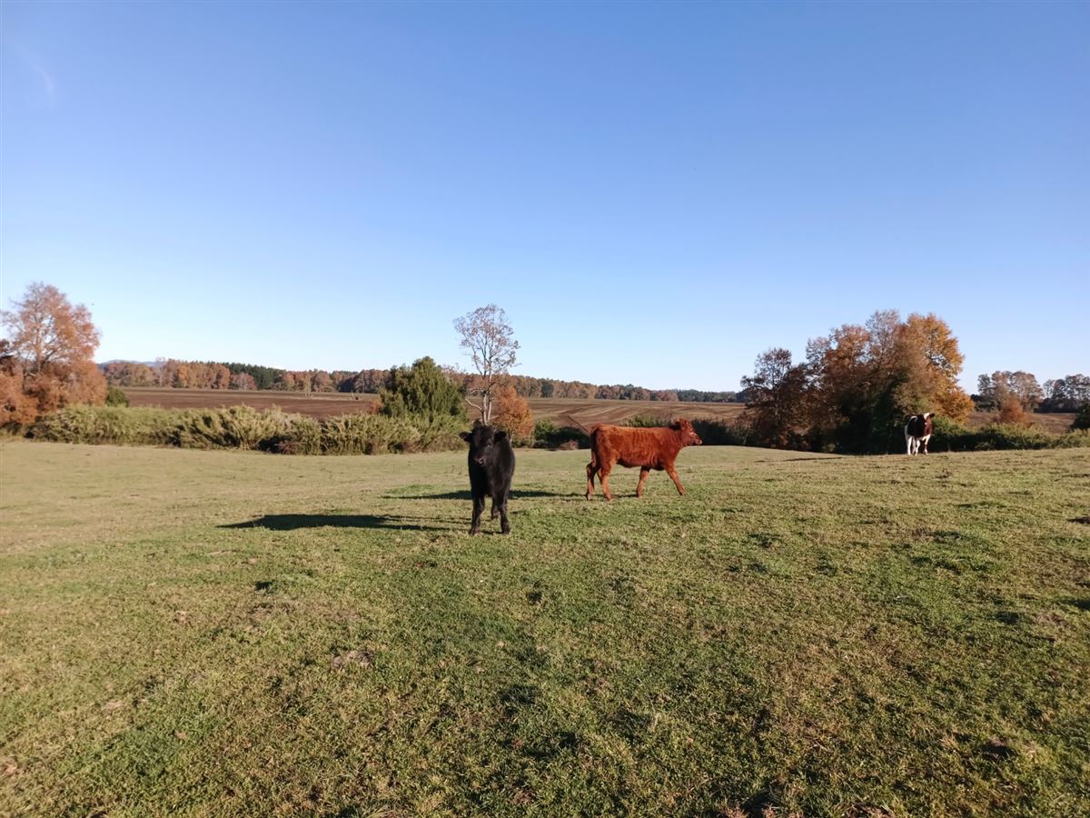Venta Agrícola Vilcún - La Araucanía