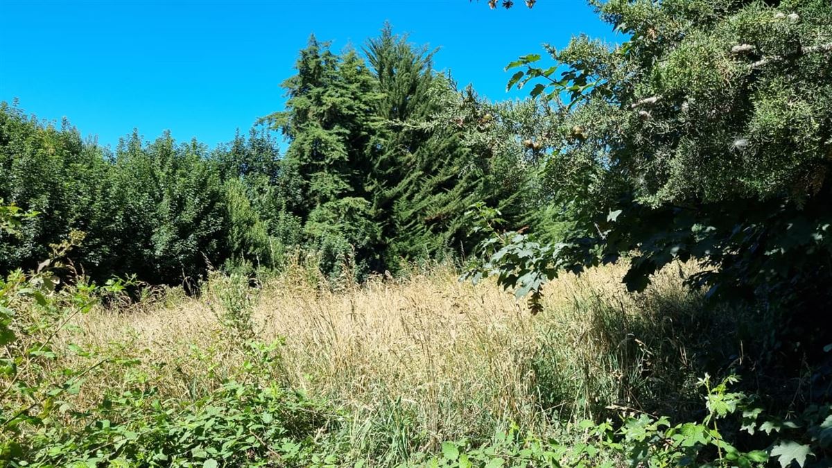 Venta Parcela Osorno - Los Lagos