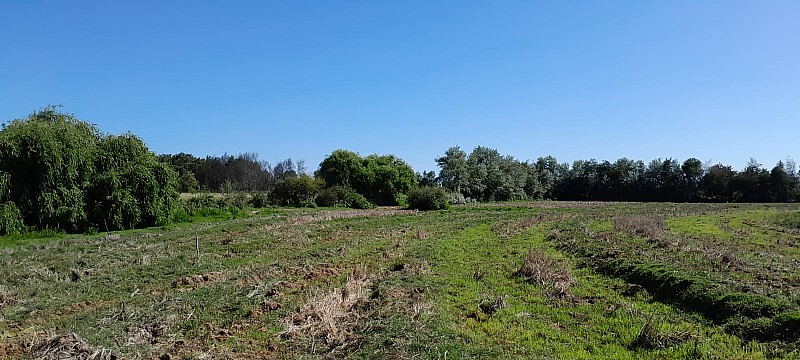 Venta Agrícola Longaví - Maule