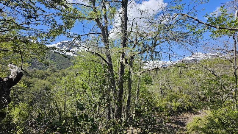 Venta Sitio Pinto - Ñuble