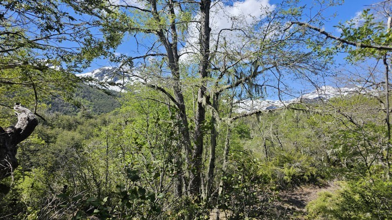Venta Sitio Pinto - Ñuble