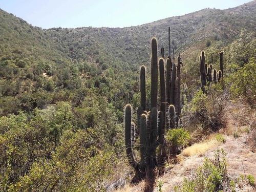 Venta Agrícola Curacaví - Región Metropolitana