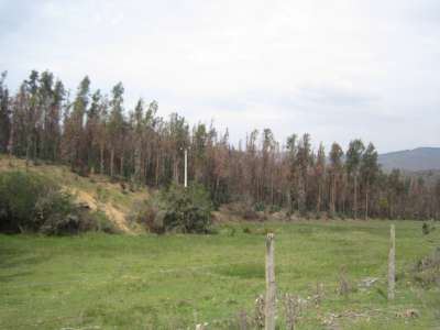 Venta Agrícola Los sauces - La Araucanía