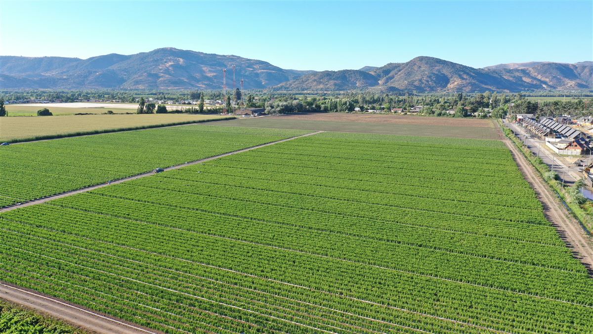Venta Agrícola Sagrada familia - Maule