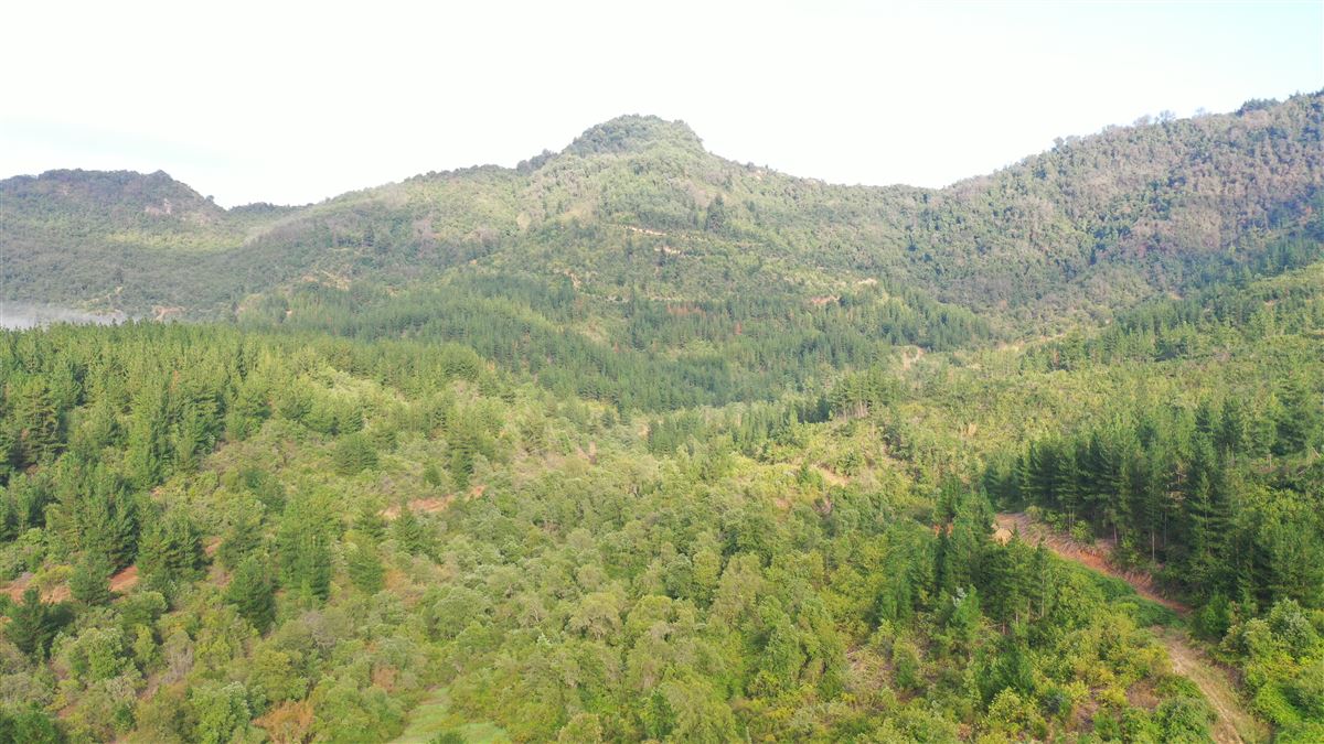 Venta Agrícola Curicó - Maule