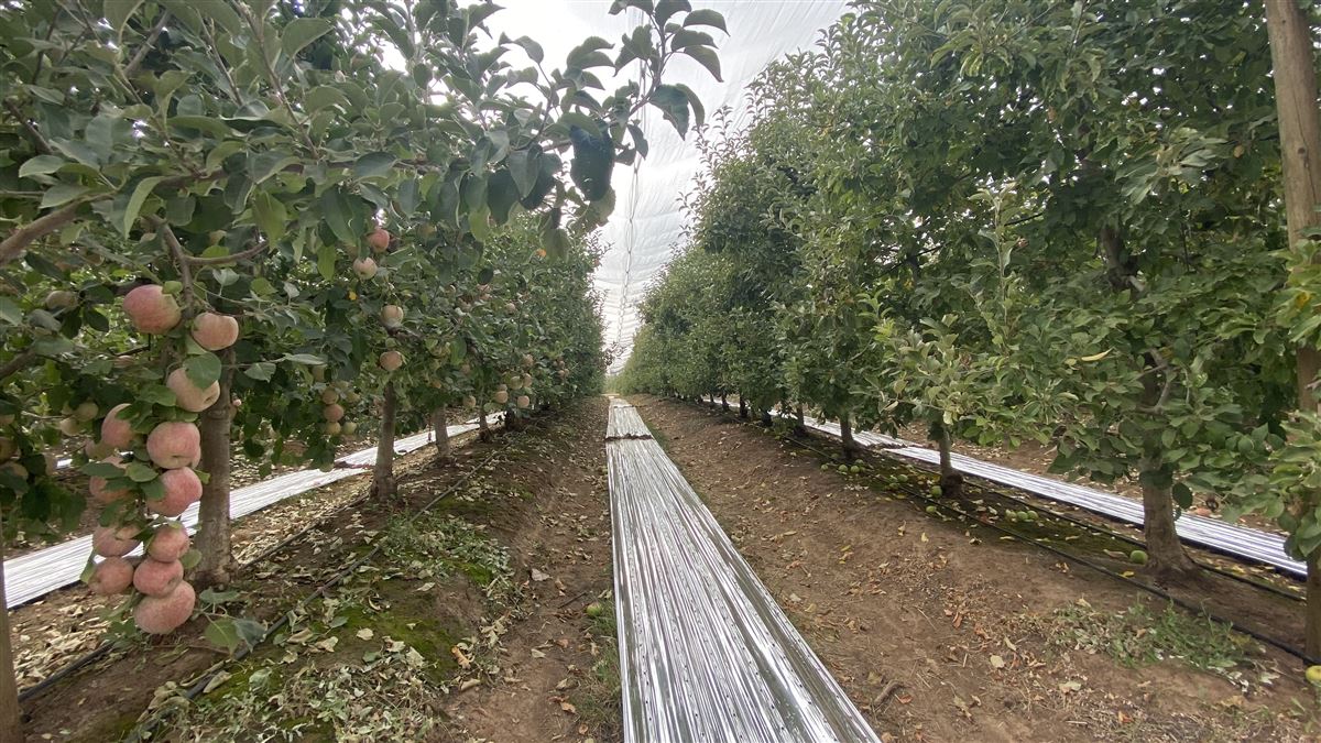Venta Agrícola Río claro - Maule
