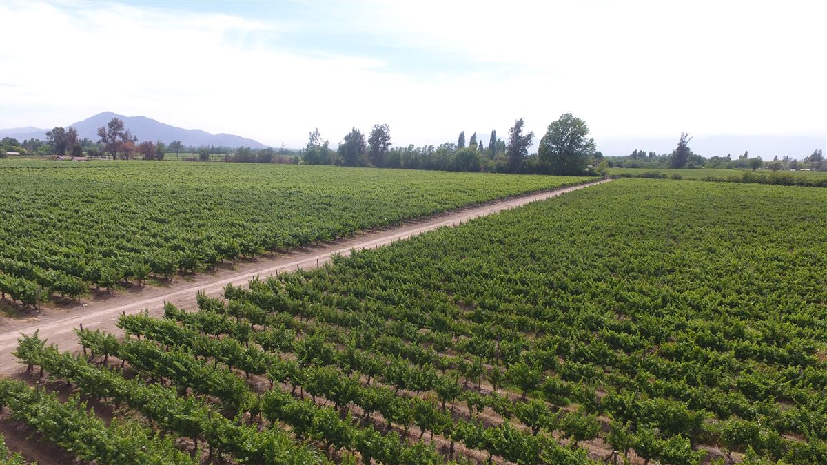 Venta Agrícola Isla de maipo - Región Metropolitana