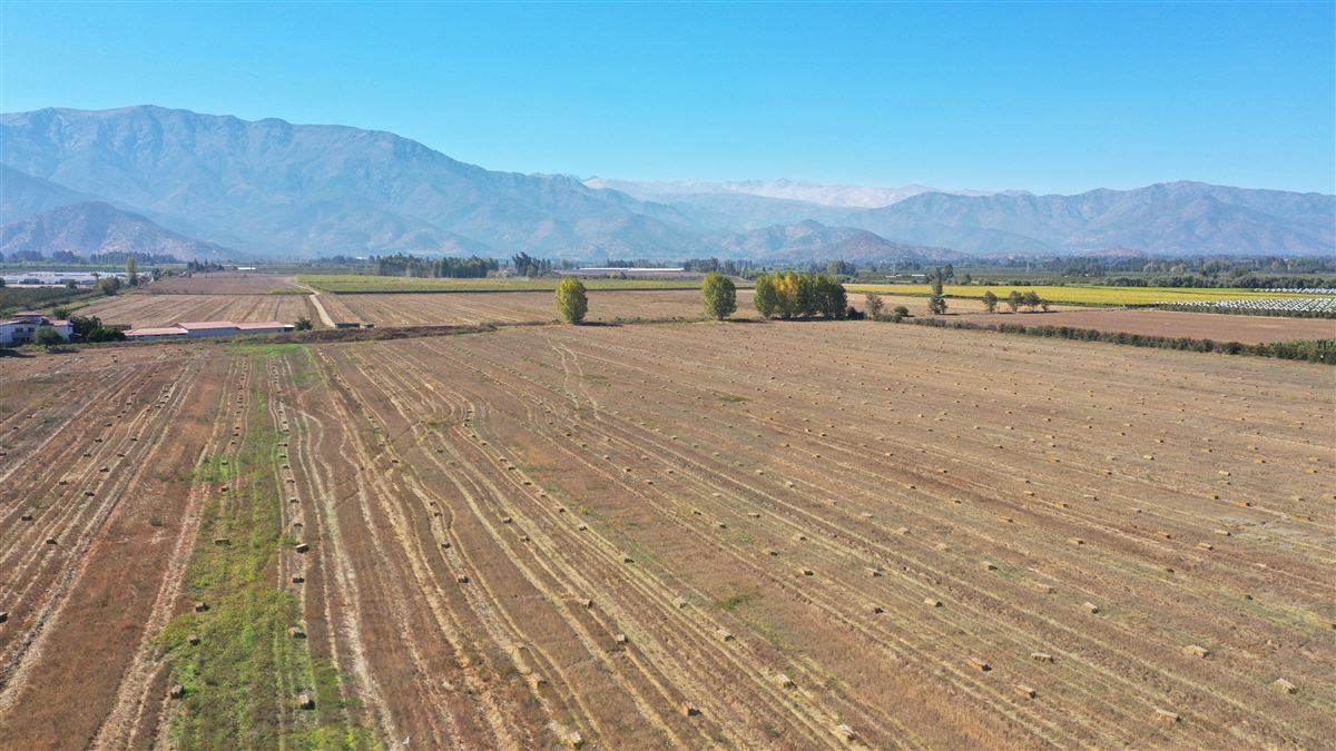 Venta Agrícola Mostazal - O'Higgins
