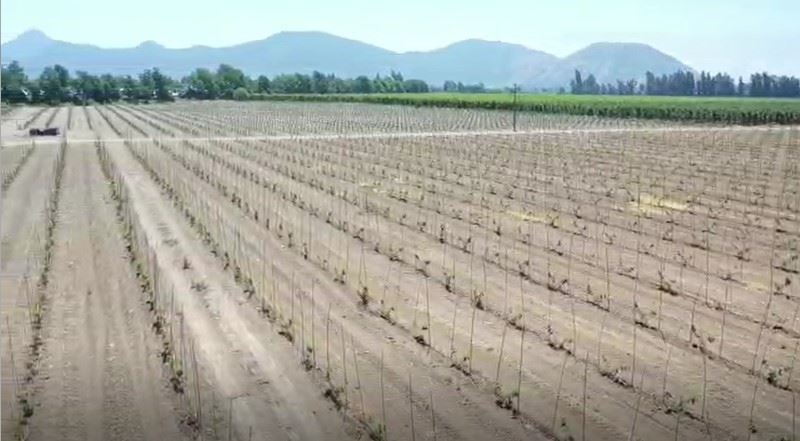 Venta Agrícola Graneros - O'Higgins