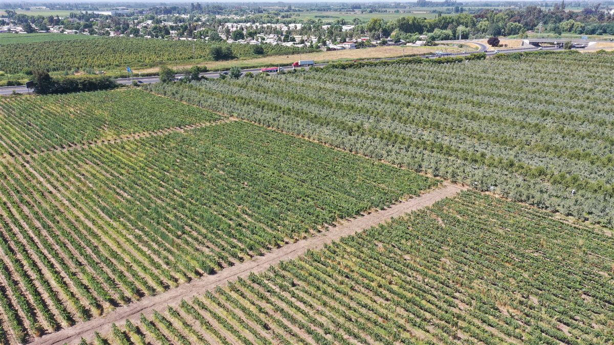 Venta Agrícola Sagrada familia - Maule