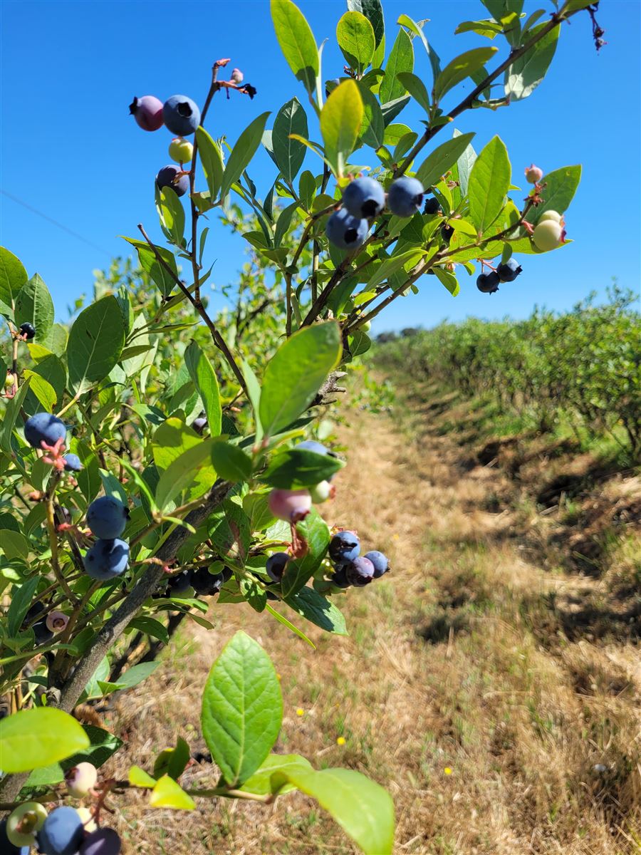 Venta Agrícola Ñiquén - Ñuble