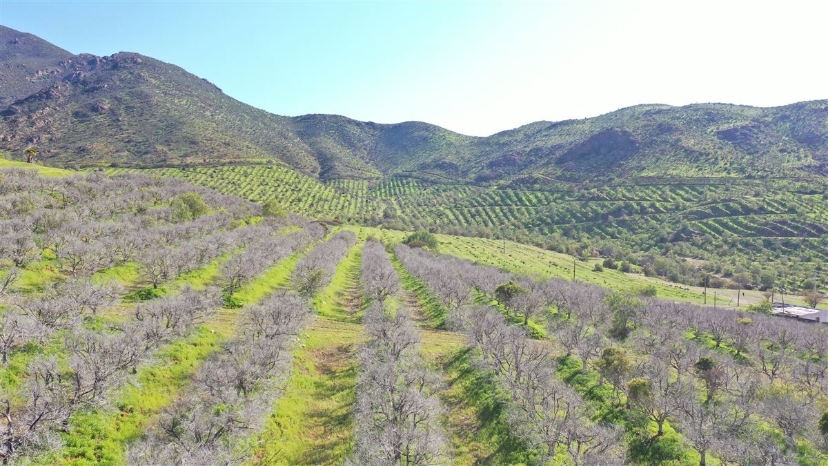 Venta Agrícola Monte patria - Coquimbo
