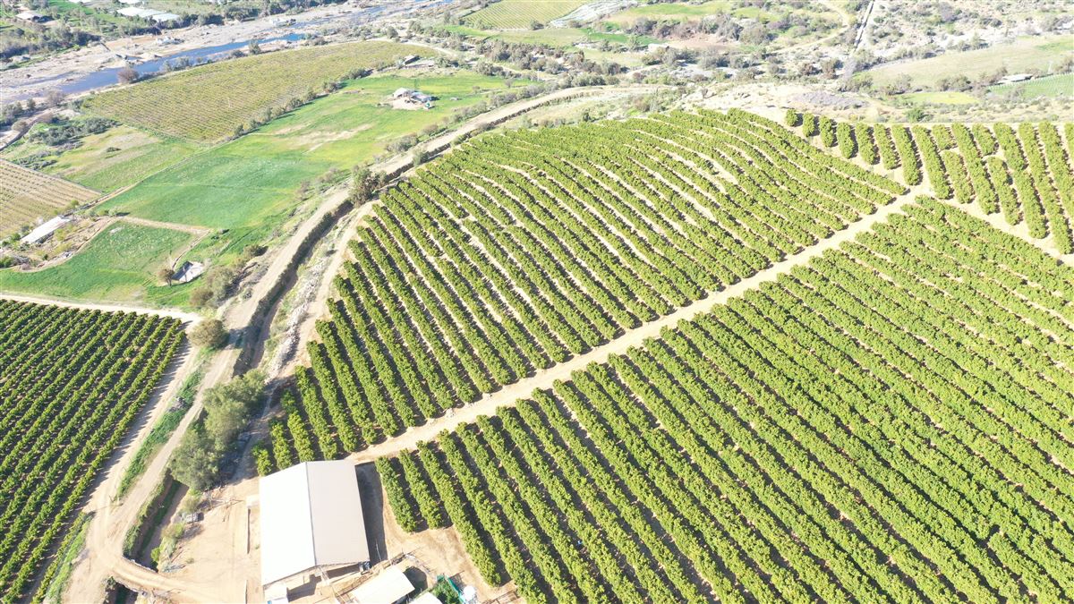 Venta Agrícola Monte patria - Coquimbo