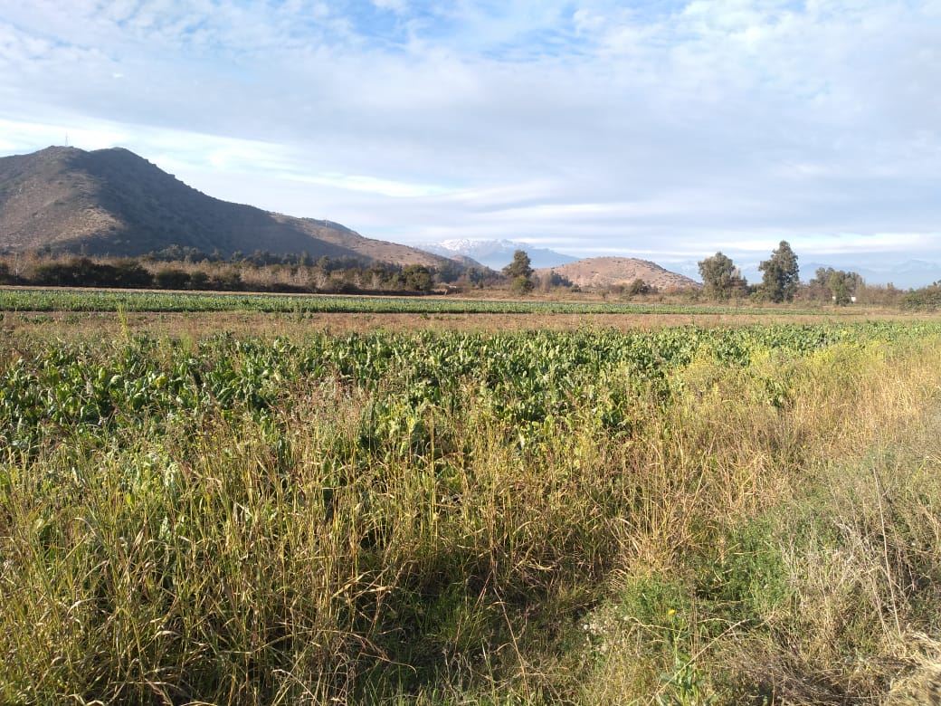 Venta Agrícola Calera de Tango - Región Metropolitana