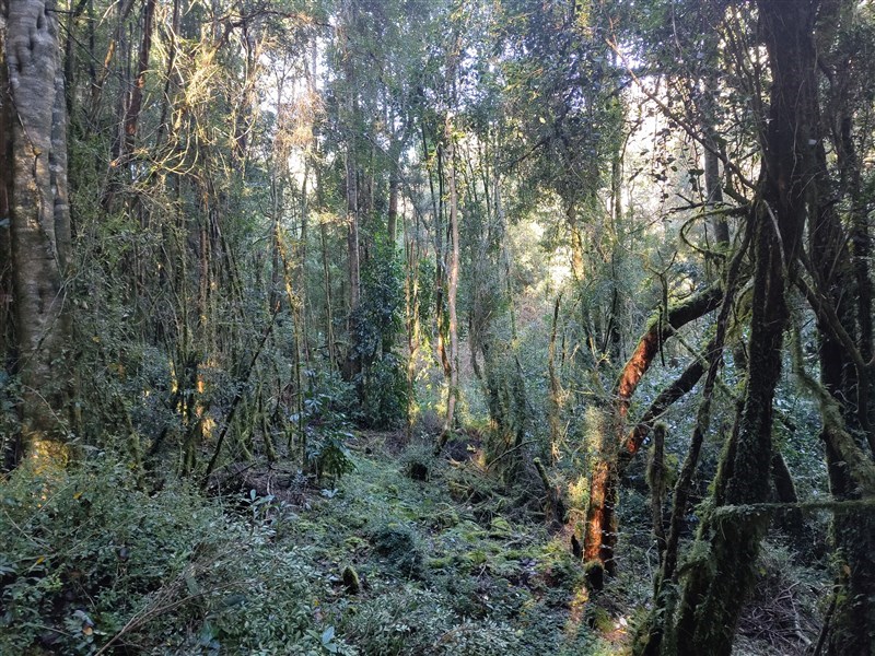 Venta Parcela Chonchi - Los Lagos